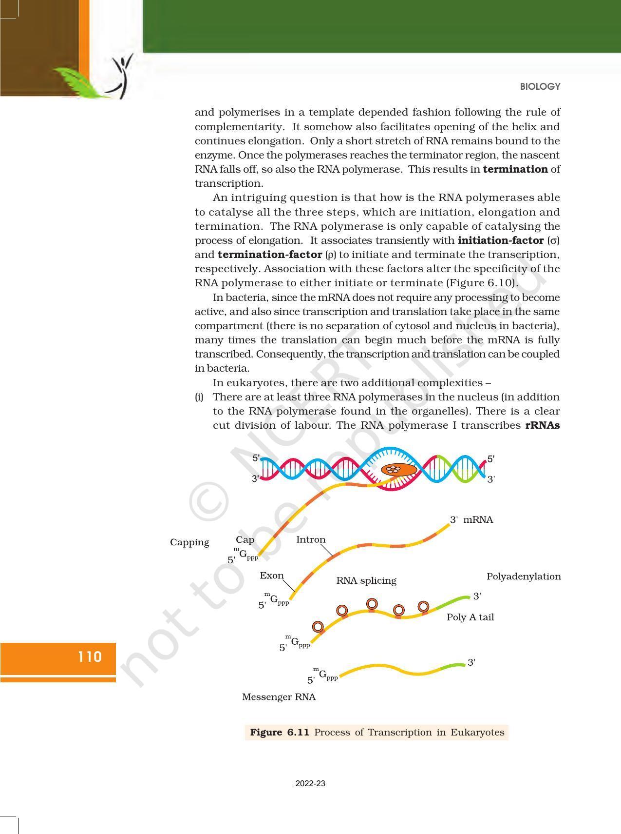 NCERT Book for Class 12 Biology Chapter 6 Molecular Basis of Inheritance - Page 16
