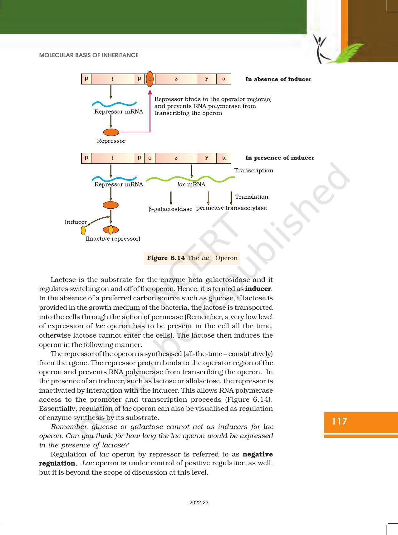 NCERT Book for Class 12 Biology Chapter 6 Molecular Basis of Inheritance - Page 23