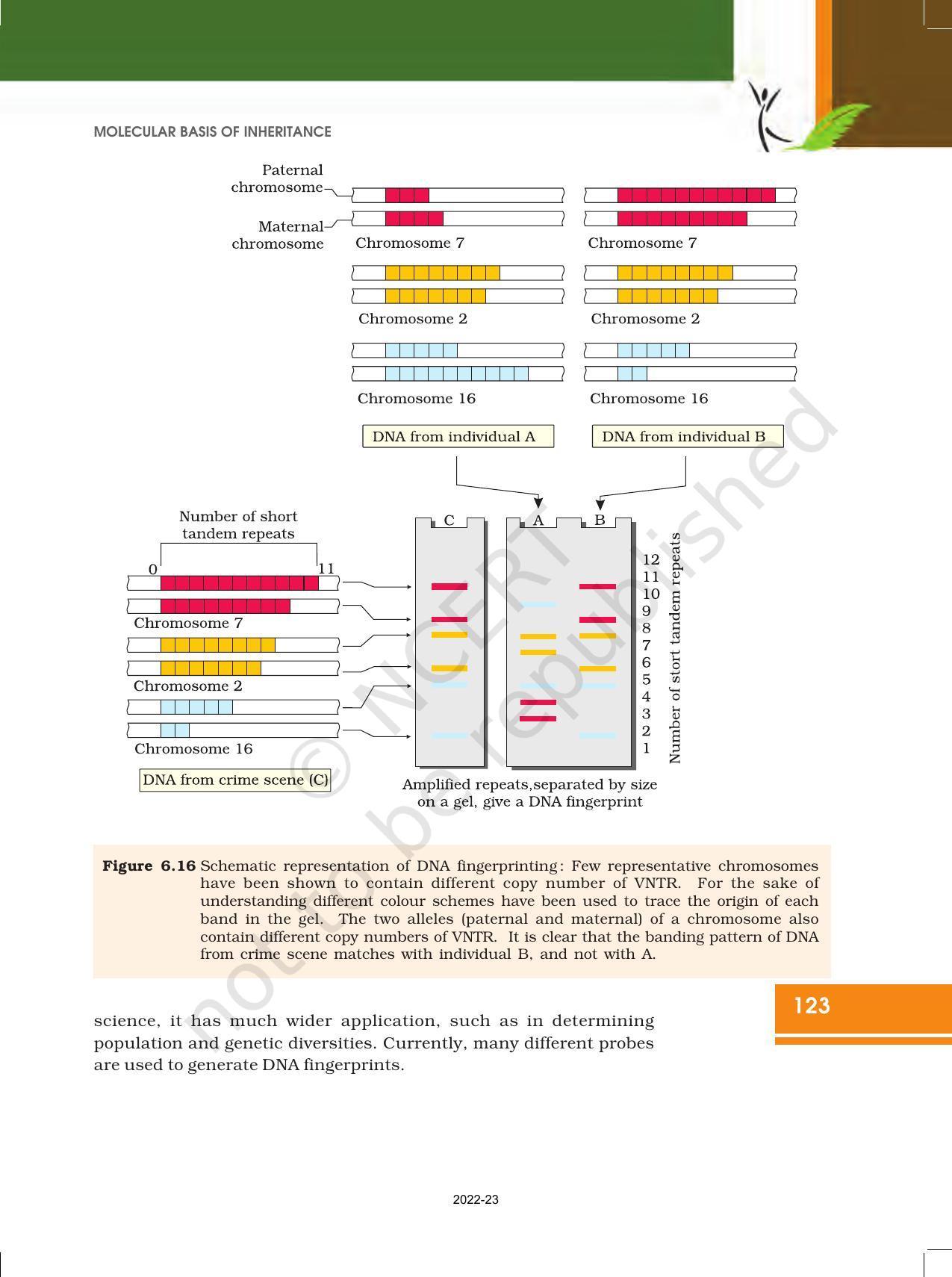 NCERT Book for Class 12 Biology Chapter 6 Molecular Basis of Inheritance - Page 29