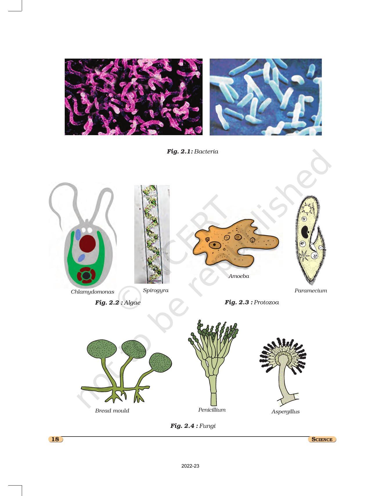 NCERT Book for Class 8 Science Chapter 2 Microorganisms: Friend and Foe - Page 2