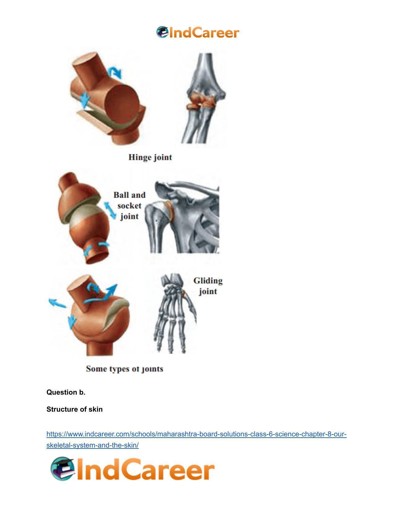 Maharashtra Board Solutions Class 6-Science: Chapter 8- Our Skeletal System and the Skin - Page 8
