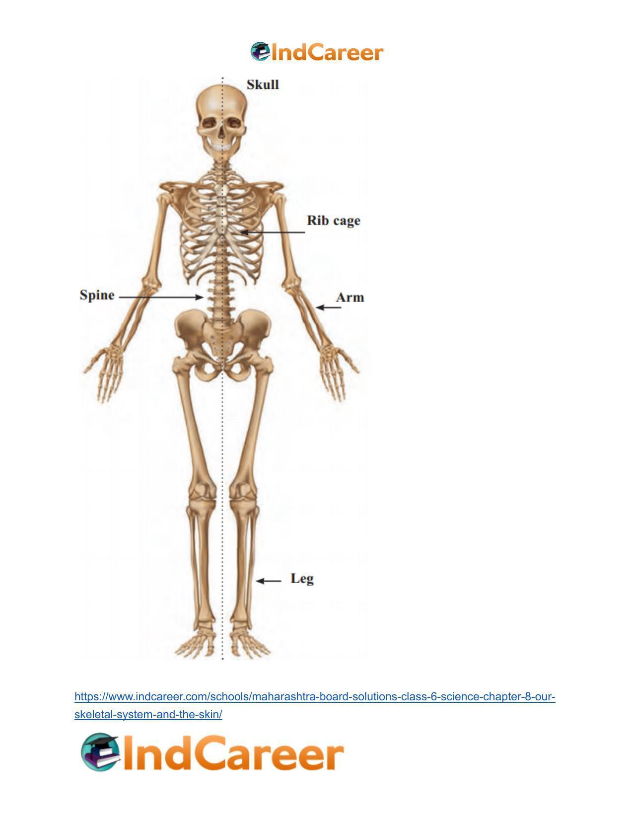 Maharashtra Board Solutions Class 6-Science: Chapter 8- Our Skeletal System and the Skin - Page 22