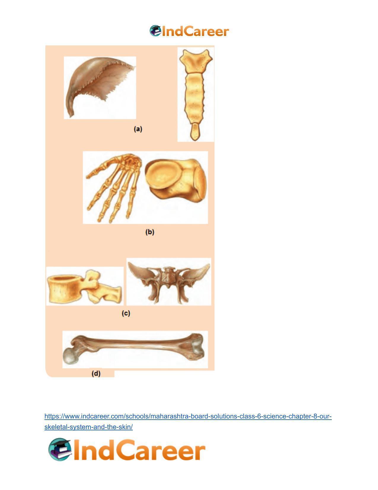 Maharashtra Board Solutions Class 6-Science: Chapter 8- Our Skeletal System and the Skin - Page 24