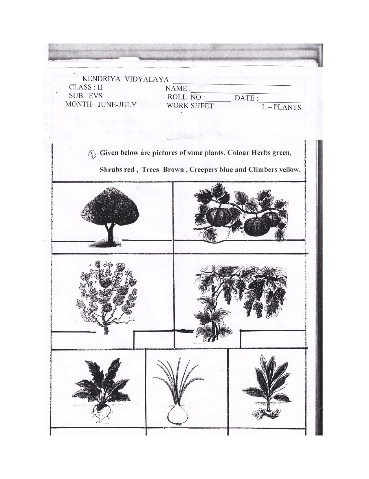 Worksheets for Class 2 EVS Assignment 14 Plants - Page 2