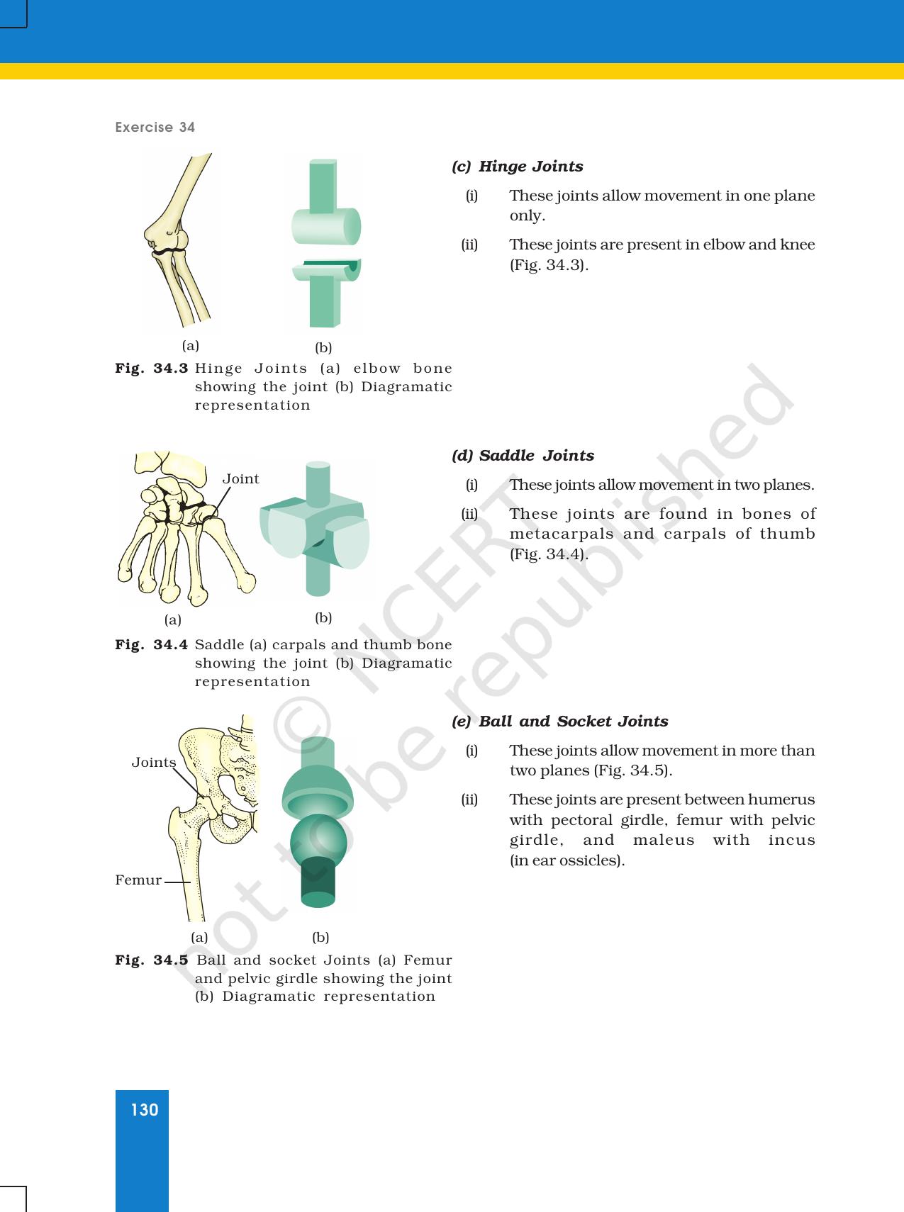 NCERT Laboratory Manuals for Class XI Biology - Exercise 31 to 34 - Page 11