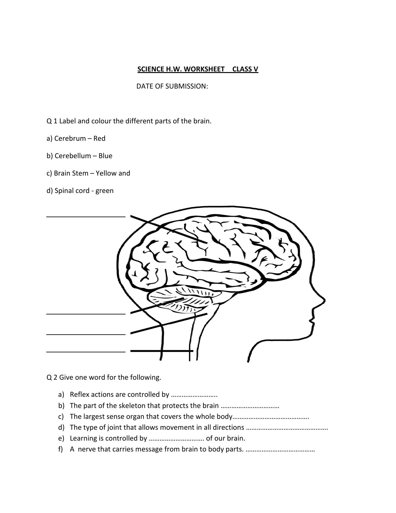 Worksheet for Class 5 Science Brain Assignment - Page 1