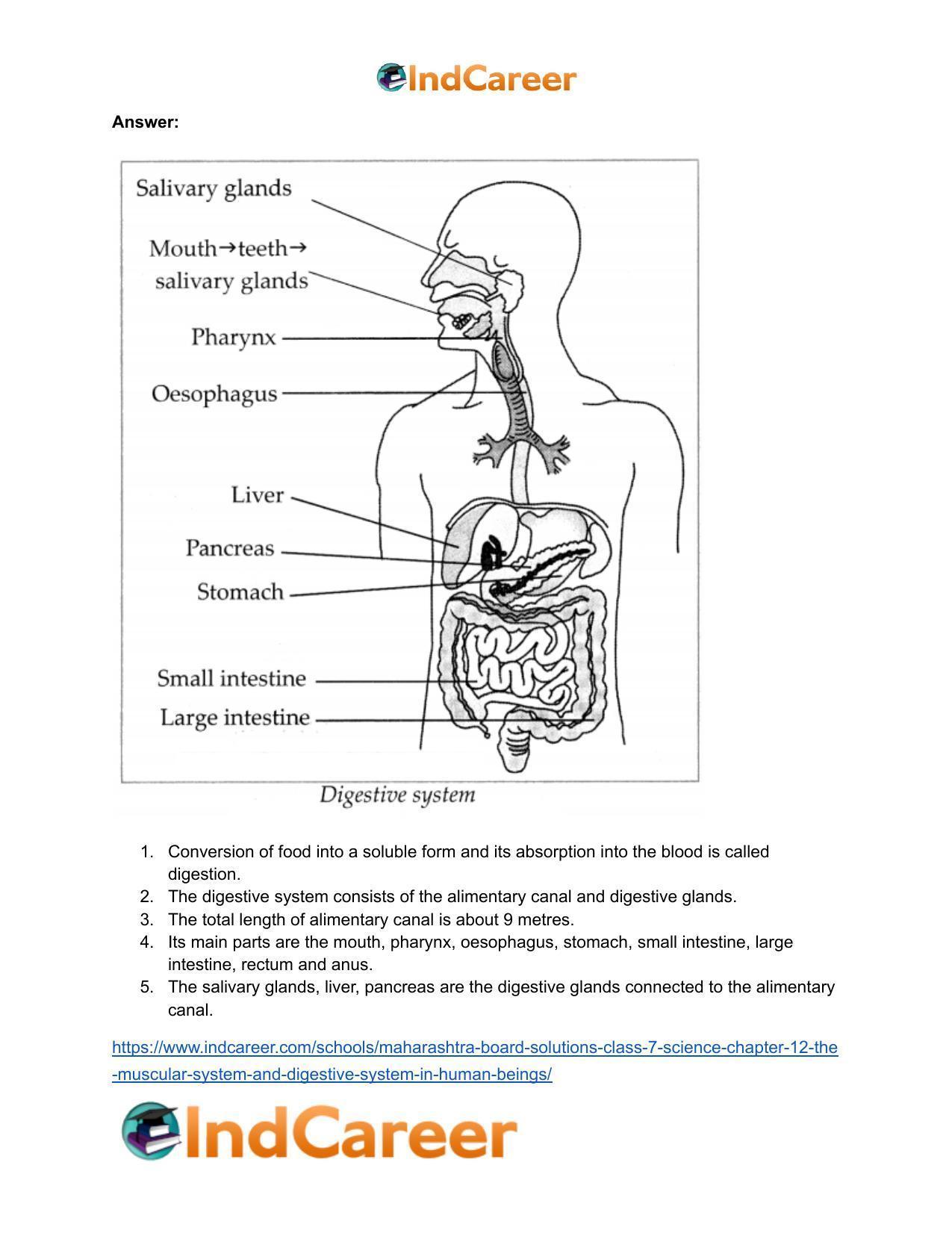 Maharashtra Board Solutions Class 7-Science: Chapter 12- The Muscular System and Digestive System in Human Beings - Page 8