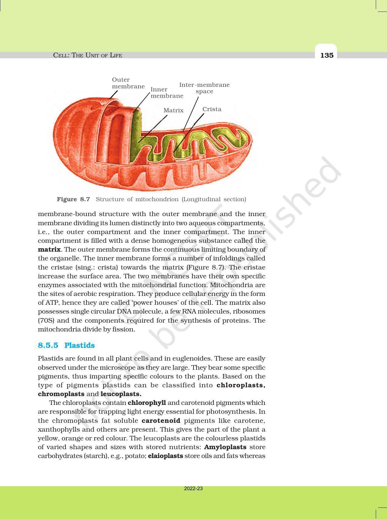 NCERT Book for Class 11 Biology Chapter 8 Cell: The Unit of Life - Page 13