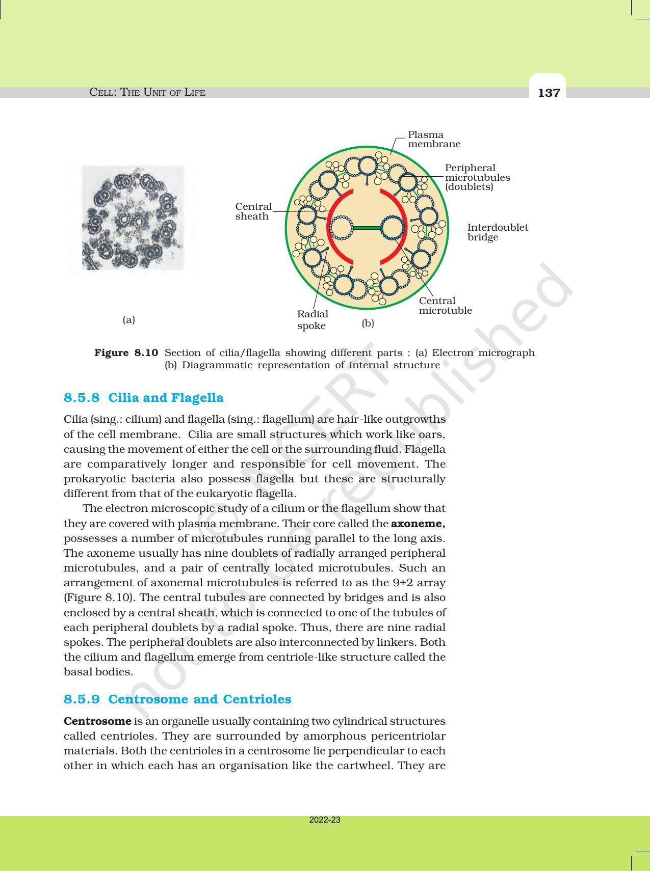 NCERT Book for Class 11 Biology Chapter 8 Cell: The Unit of Life - Page 15
