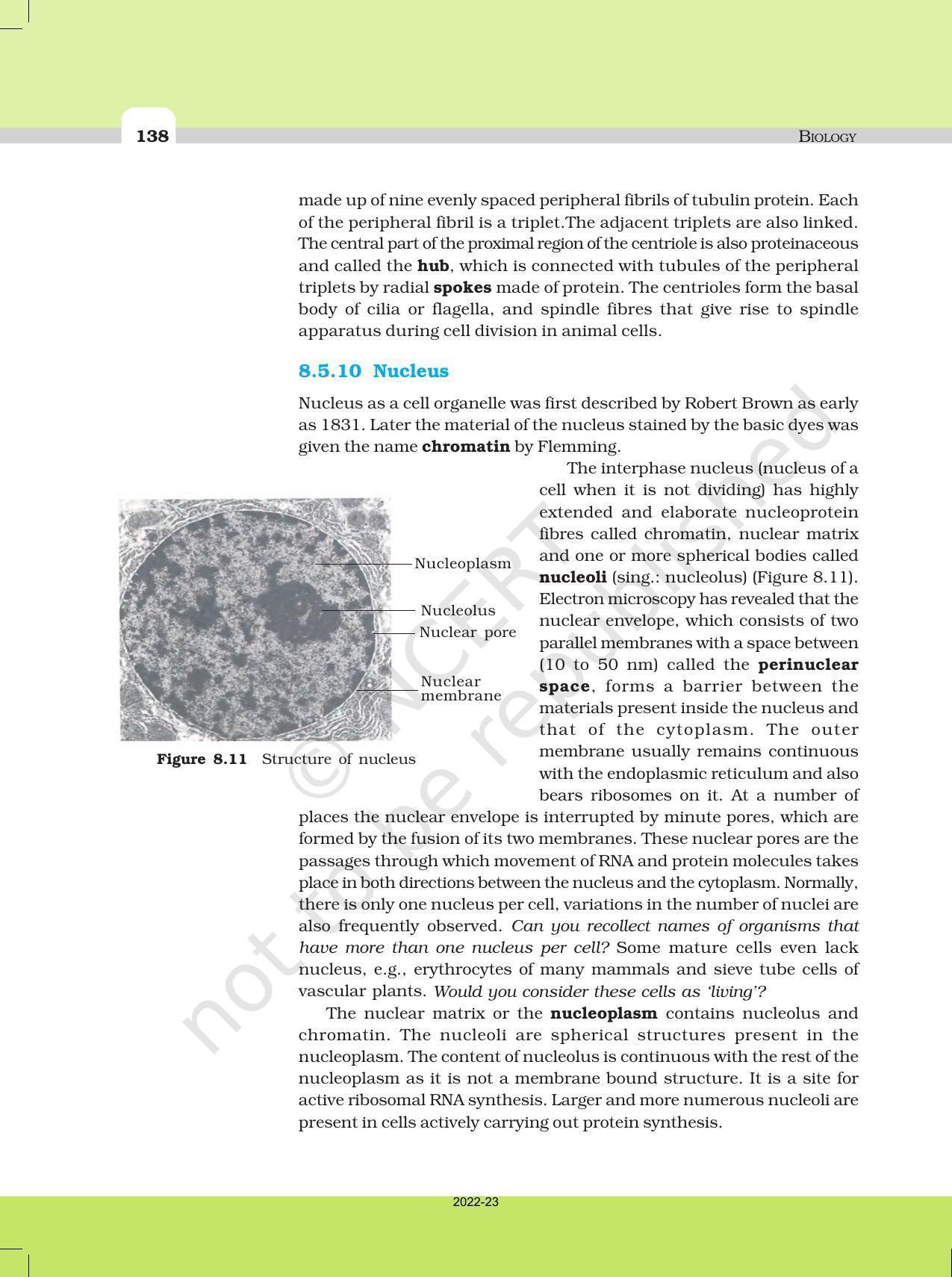 NCERT Book for Class 11 Biology Chapter 8 Cell: The Unit of Life - Page 16