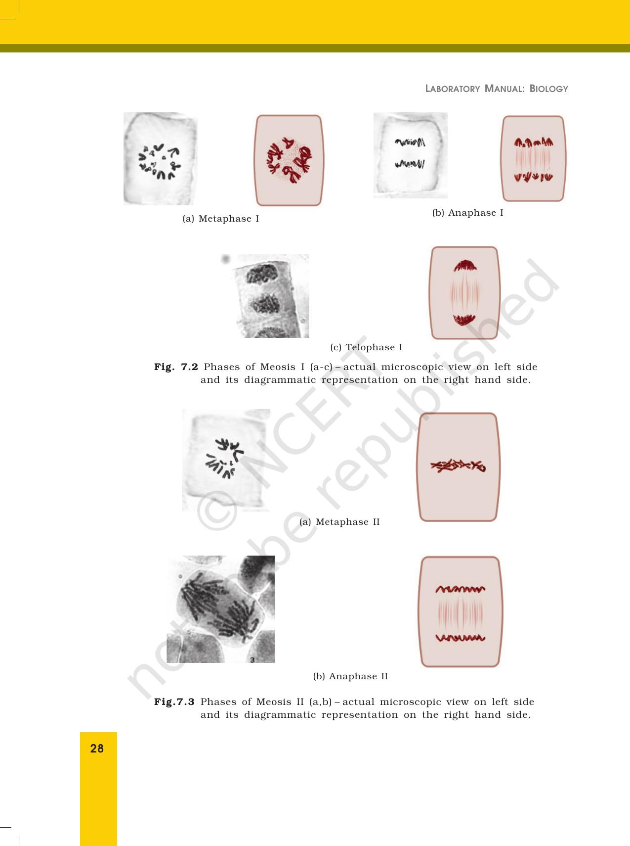NCERT Laboratory Manuals for Class XII Biology - Exercise 7 - Page 4
