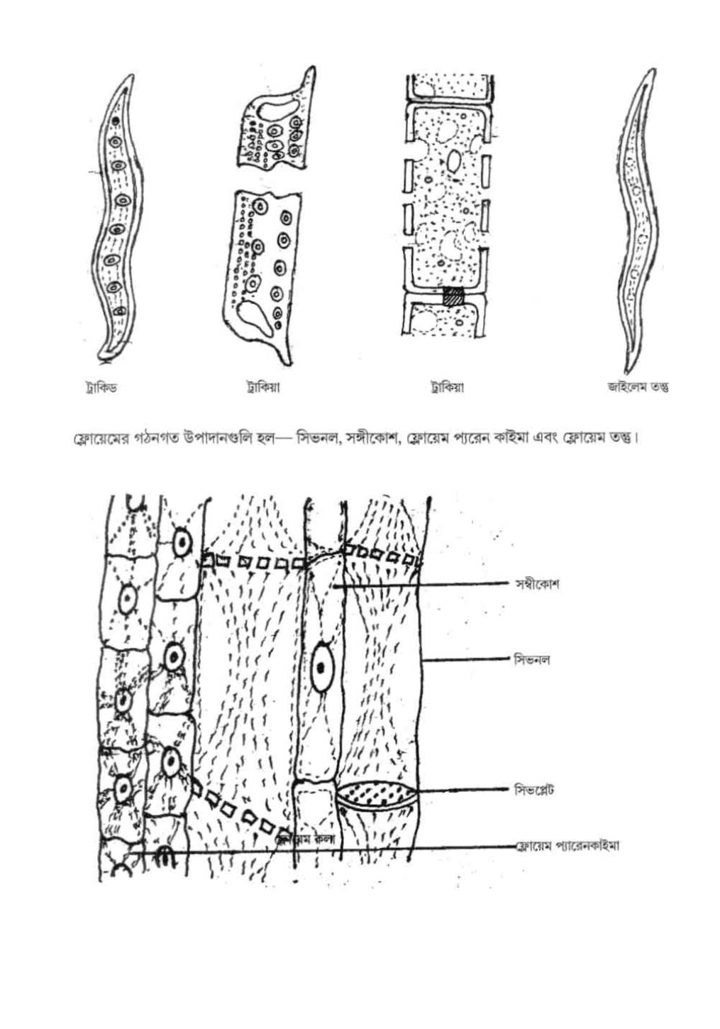 West Bengal Board Class 12 Biological Science 2020 Question Paper - Page 5