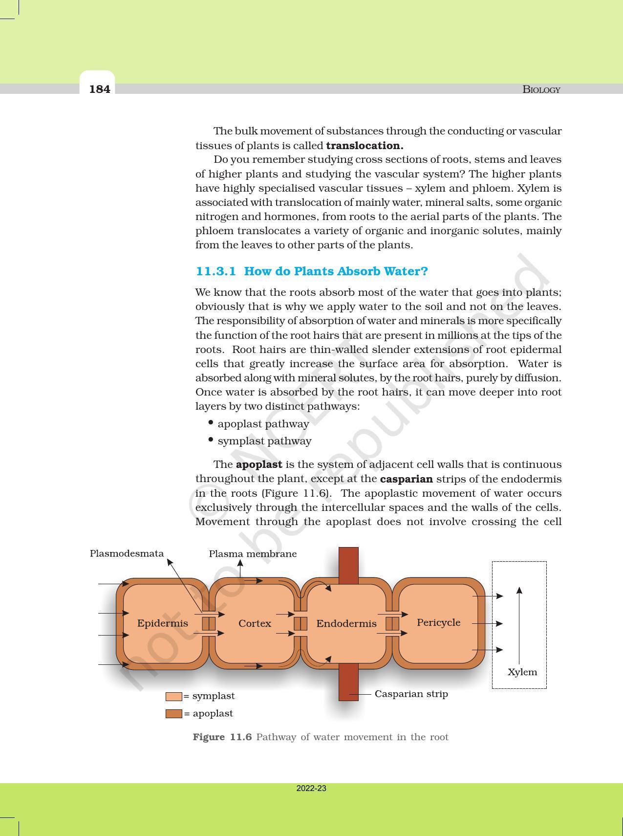 NCERT Book for Class 11 Biology Chapter 11 Transport in Plants - Page 12