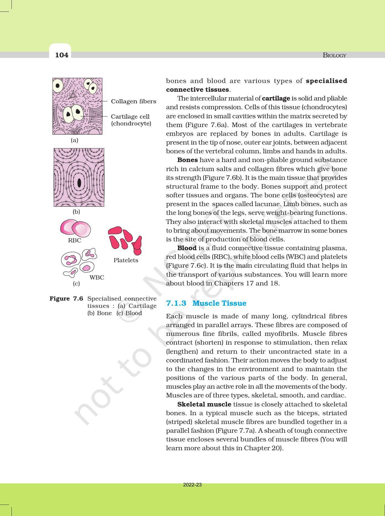 NCERT Book for Class 11 Biology Chapter 7 Structural Organisation in Animals - Page 5