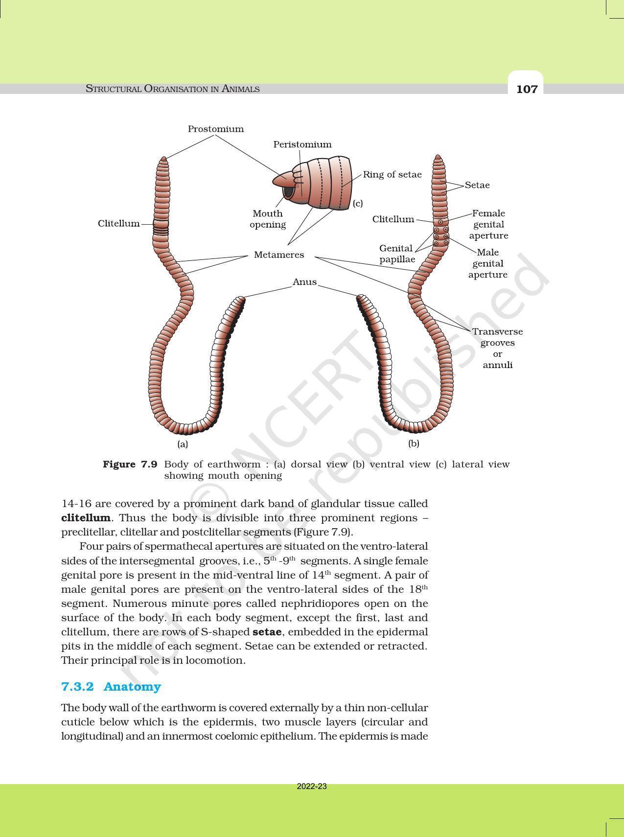 NCERT Book for Class 11 Biology Chapter 7 Structural Organisation in Animals - Page 8