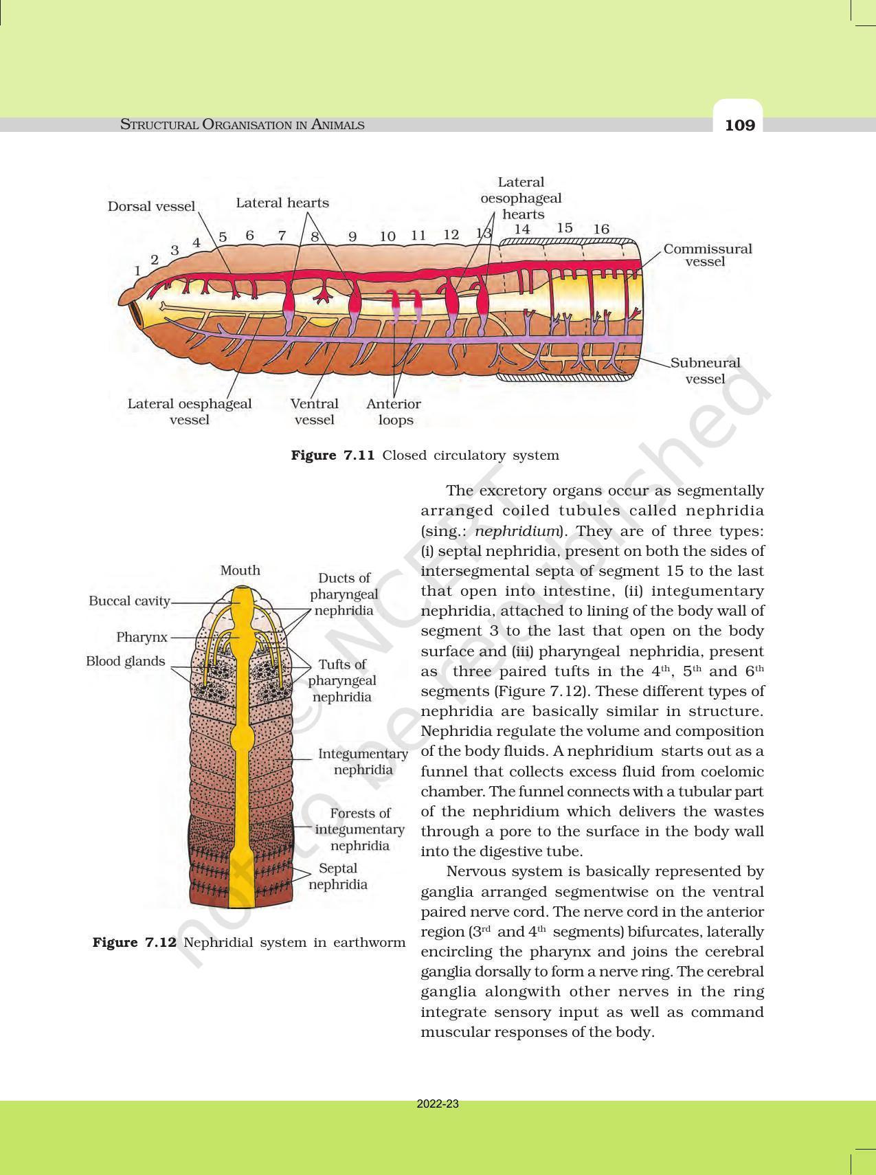 NCERT Book for Class 11 Biology Chapter 7 Structural Organisation in Animals - Page 10