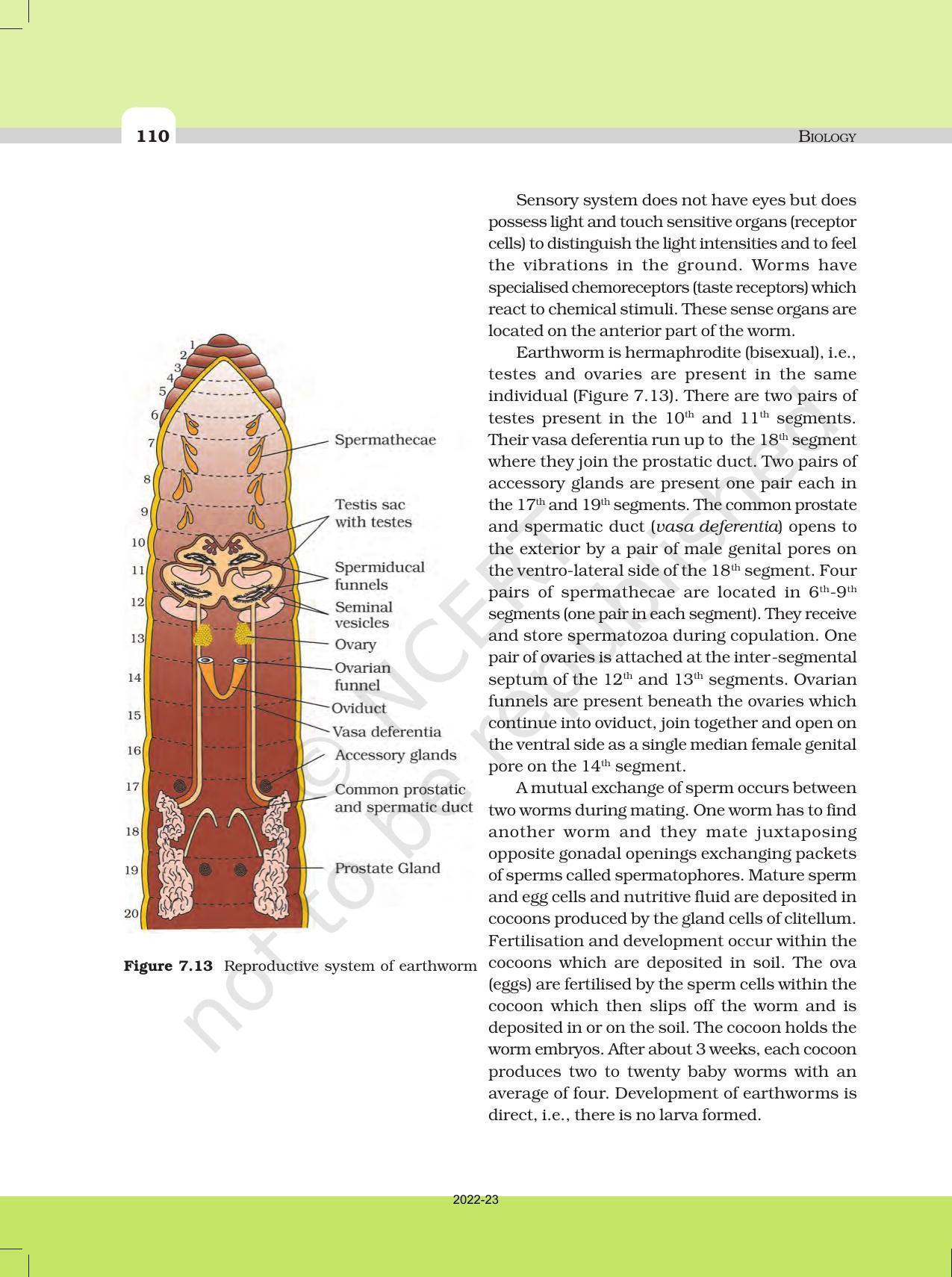 NCERT Book for Class 11 Biology Chapter 7 Structural Organisation in Animals - Page 11