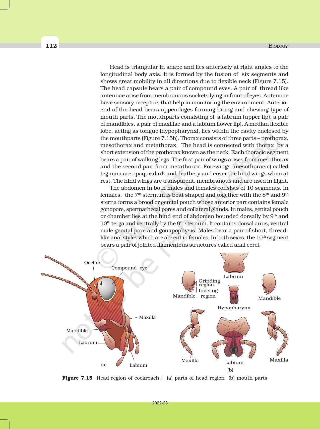 NCERT Book for Class 11 Biology Chapter 7 Structural Organisation in Animals - Page 13