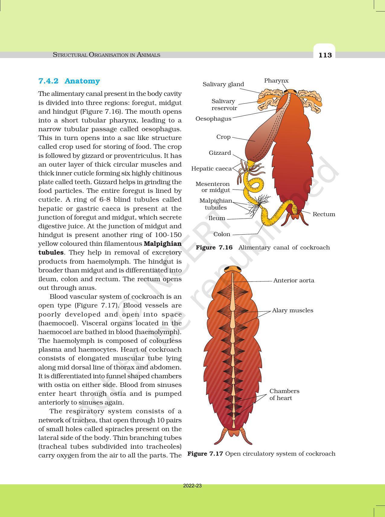 NCERT Book for Class 11 Biology Chapter 7 Structural Organisation in Animals - Page 14