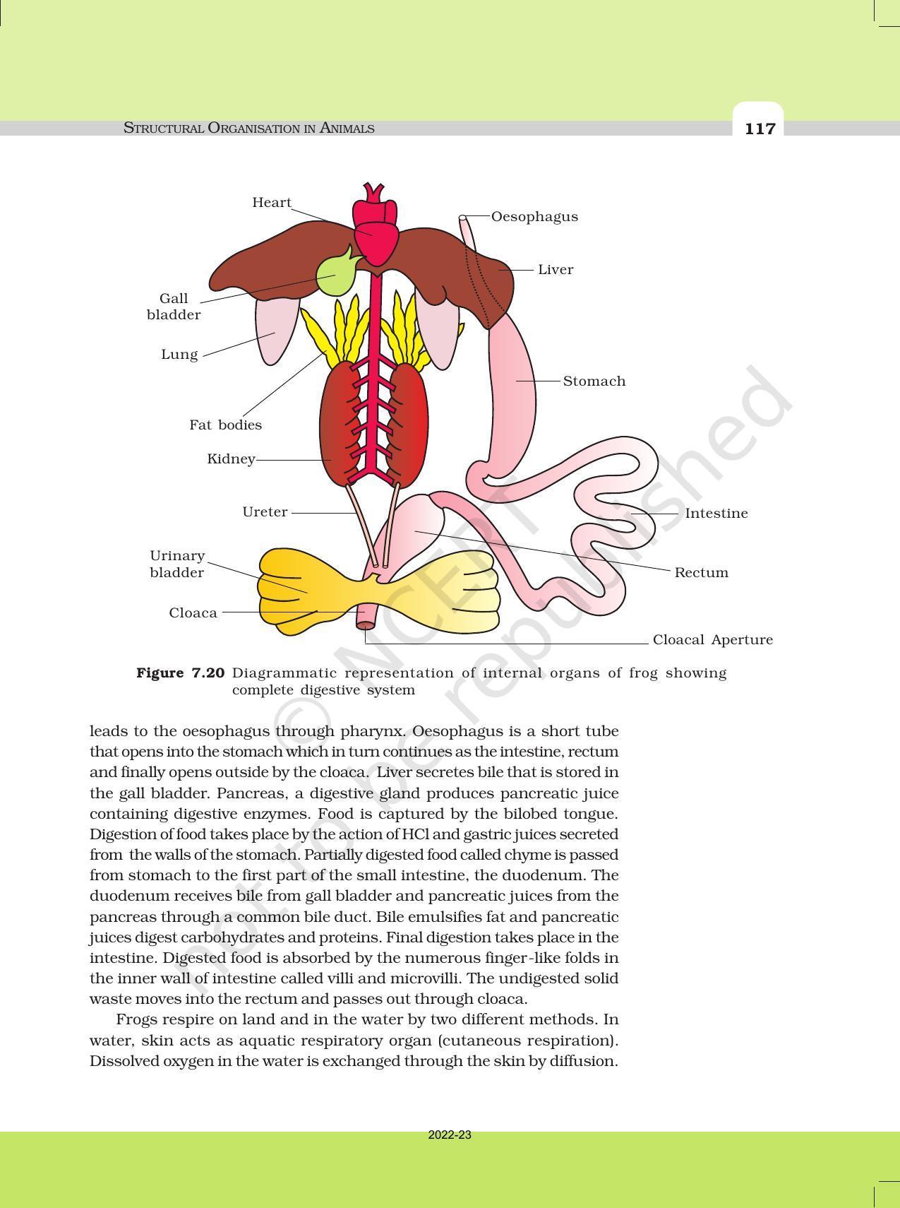 NCERT Book for Class 11 Biology Chapter 7 Structural Organisation in Animals - Page 18