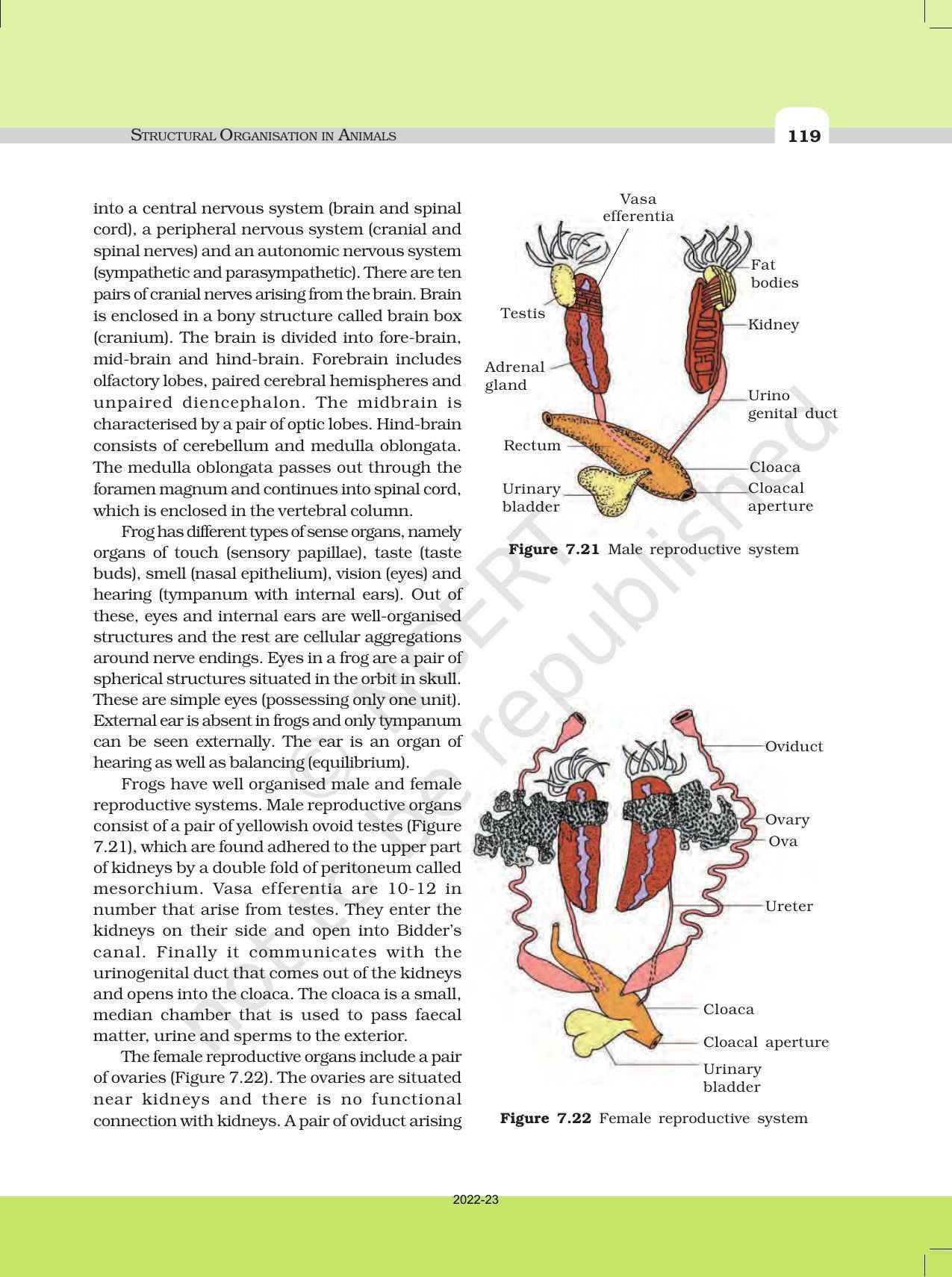 NCERT Book for Class 11 Biology Chapter 7 Structural Organisation in Animals - Page 20