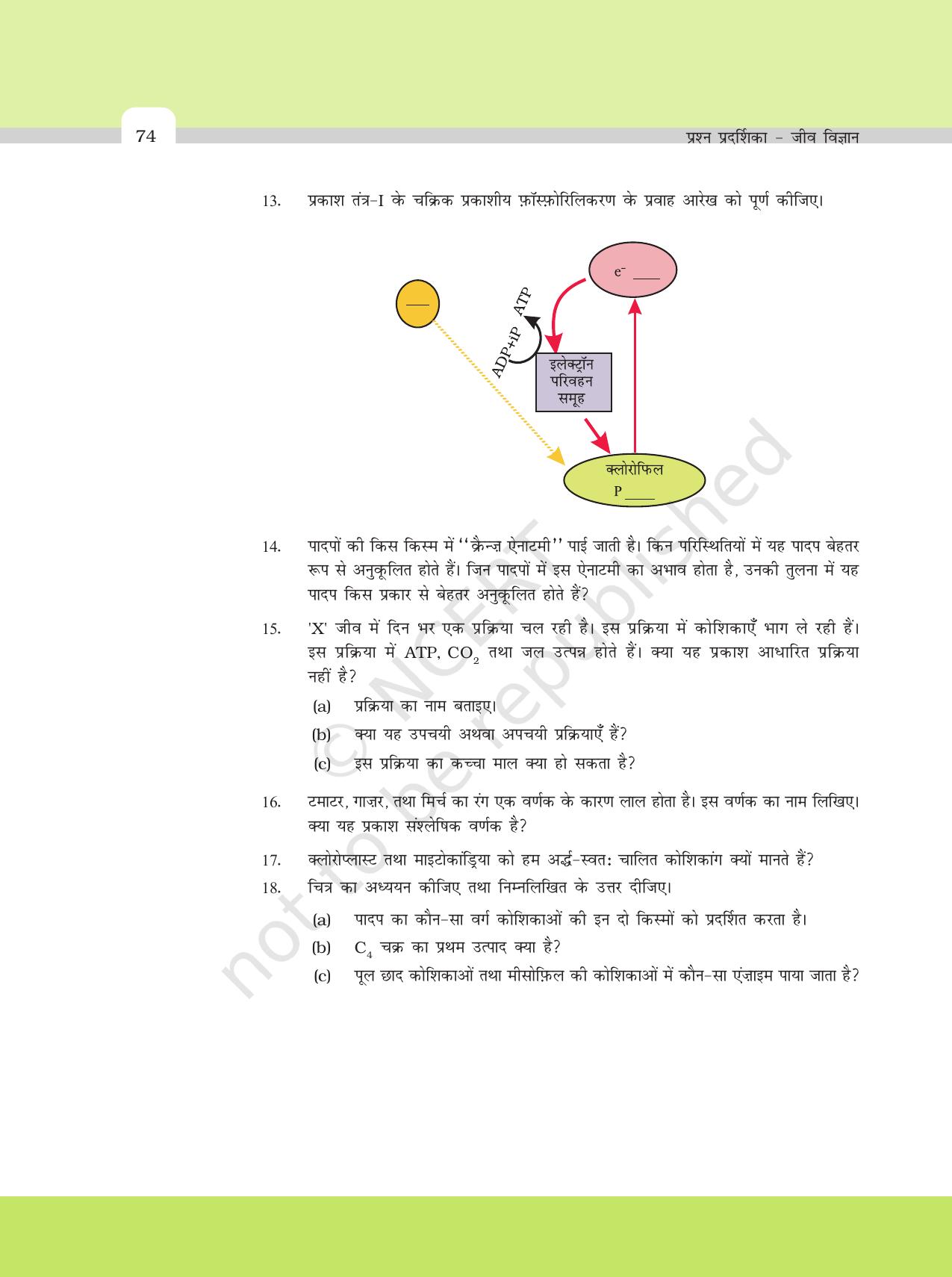 NCERT Exemplar Class 11: जीवविज्ञान अध्याय 13 (उच्च पादपो मे प्रकाश - संश्लेषण ) - Page 6