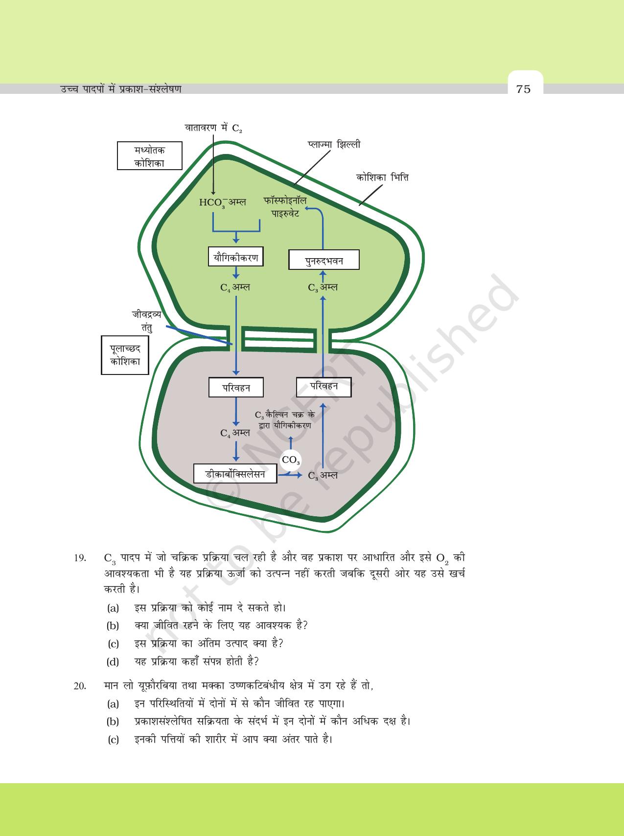 NCERT Exemplar Class 11: जीवविज्ञान अध्याय 13 (उच्च पादपो मे प्रकाश - संश्लेषण ) - Page 7