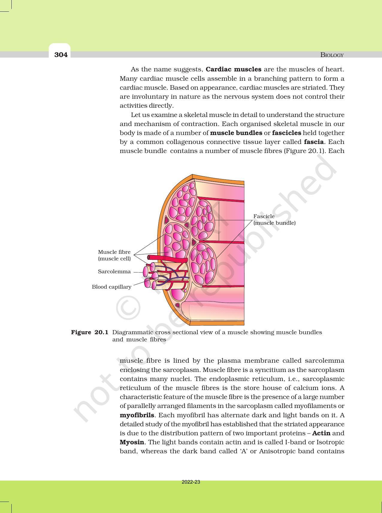 NCERT Book for Class 11 Biology Chapter 20 Locomotion and Movement - Page 3