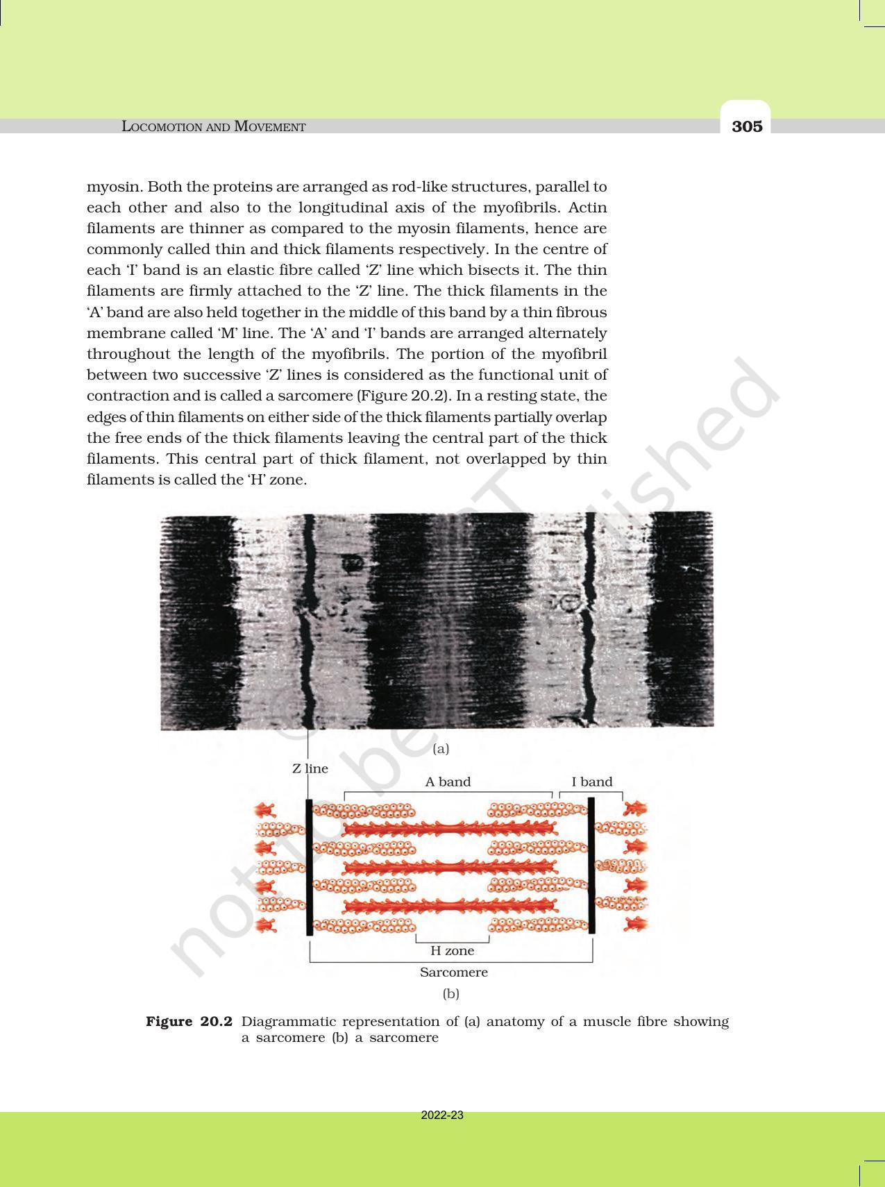 NCERT Book for Class 11 Biology Chapter 20 Locomotion and Movement - Page 4