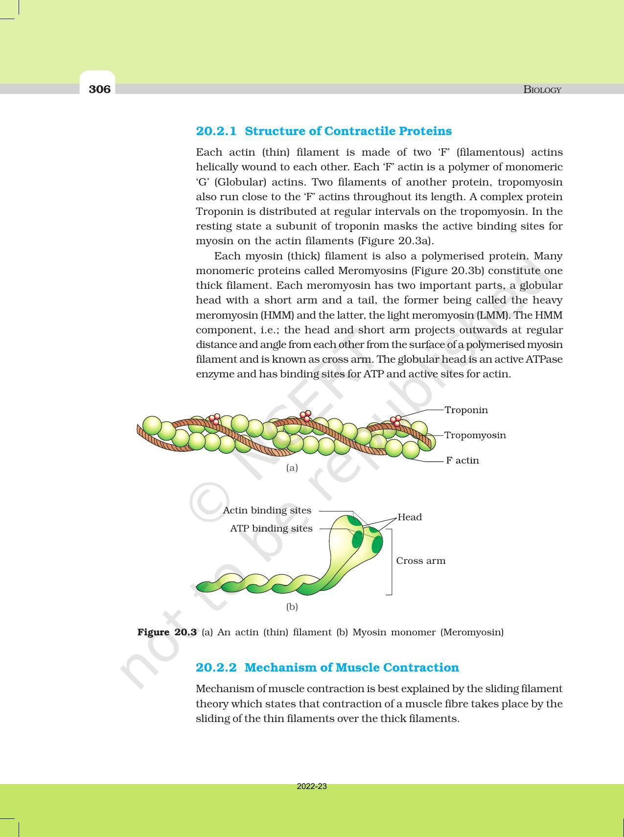 NCERT Book for Class 11 Biology Chapter 20 Locomotion and Movement - Page 5