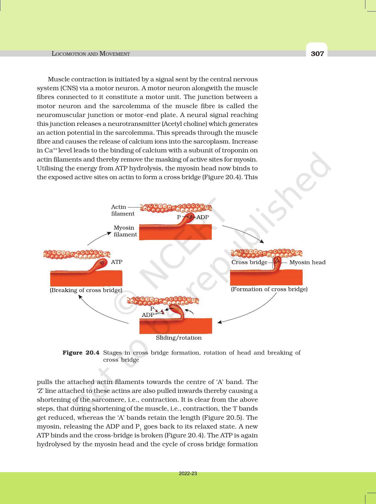 NCERT Book for Class 11 Biology Chapter 20 Locomotion and Movement - Page 6