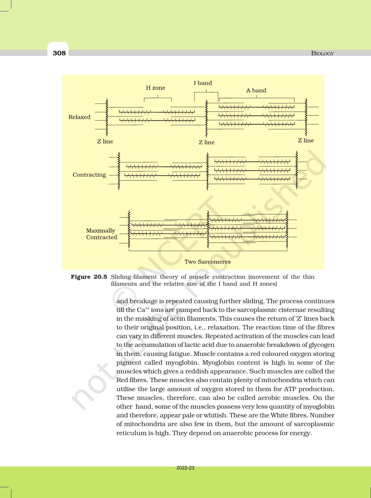NCERT Book for Class 11 Biology Chapter 20 Locomotion and Movement - Page 7