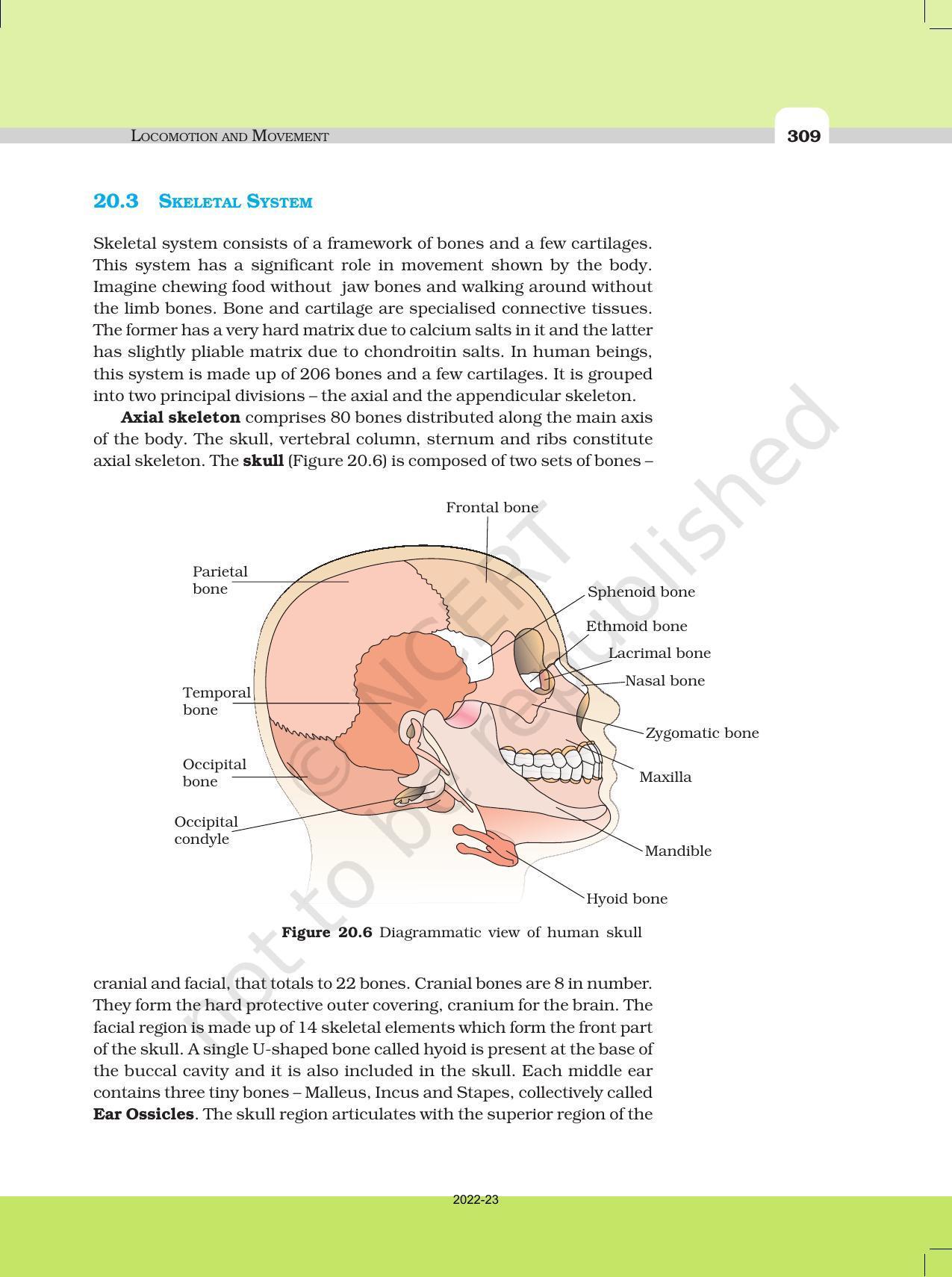 NCERT Book for Class 11 Biology Chapter 20 Locomotion and Movement - Page 8
