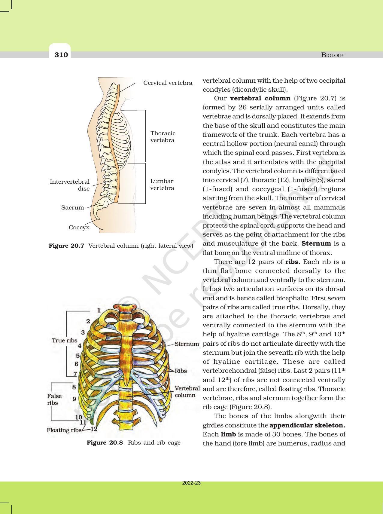 NCERT Book for Class 11 Biology Chapter 20 Locomotion and Movement - Page 9