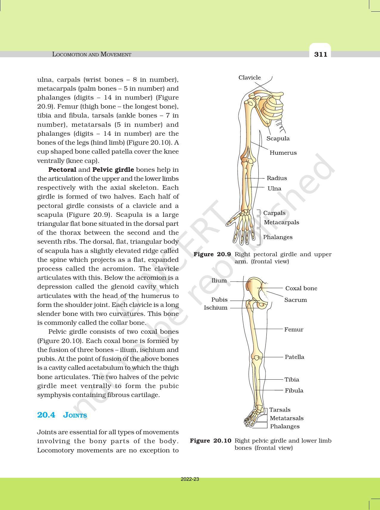 NCERT Book for Class 11 Biology Chapter 20 Locomotion and Movement - Page 10