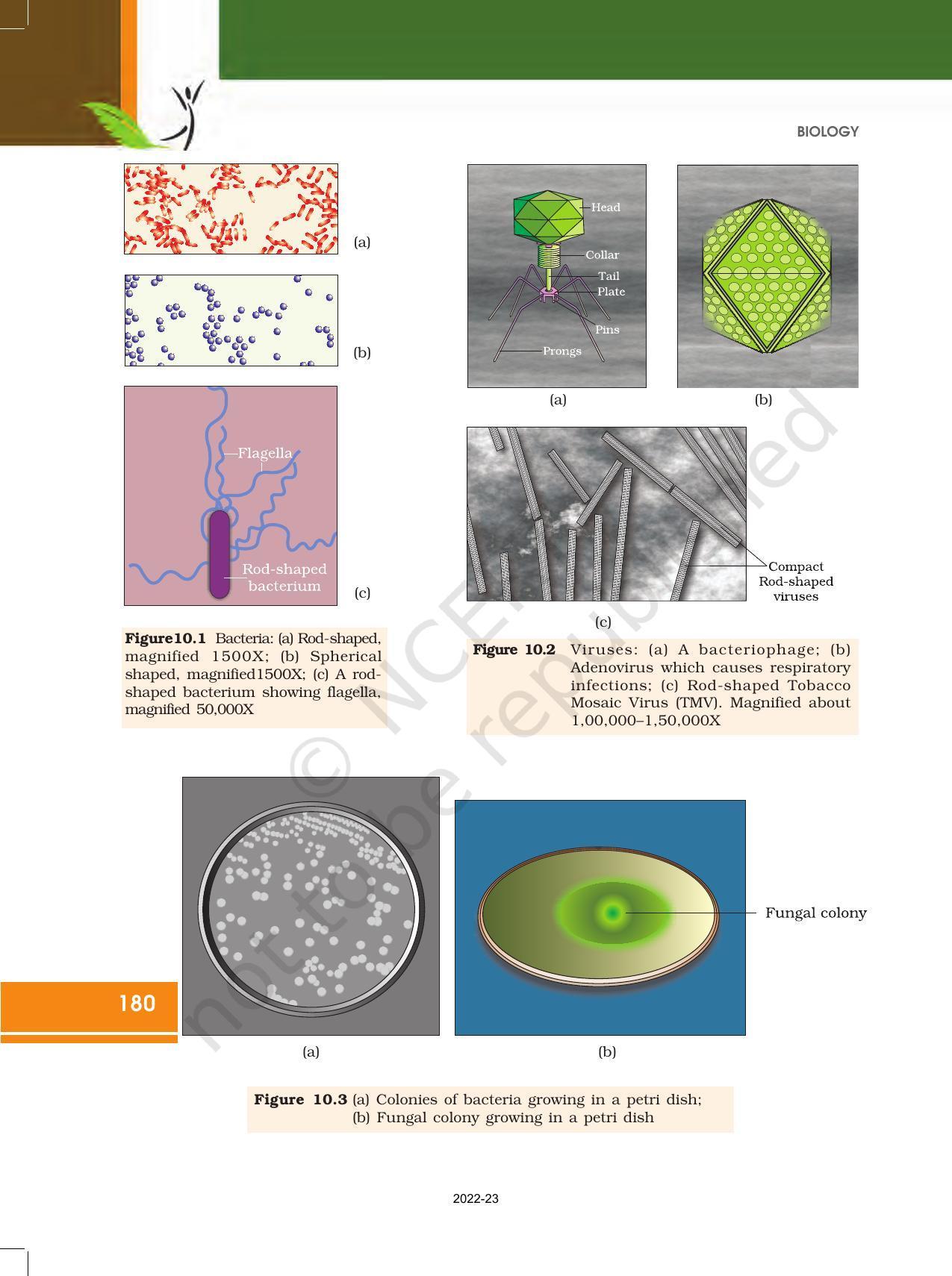 NCERT Book for Class 12 Biology Chapter 10 Microbes in Human Welfare - Page 2