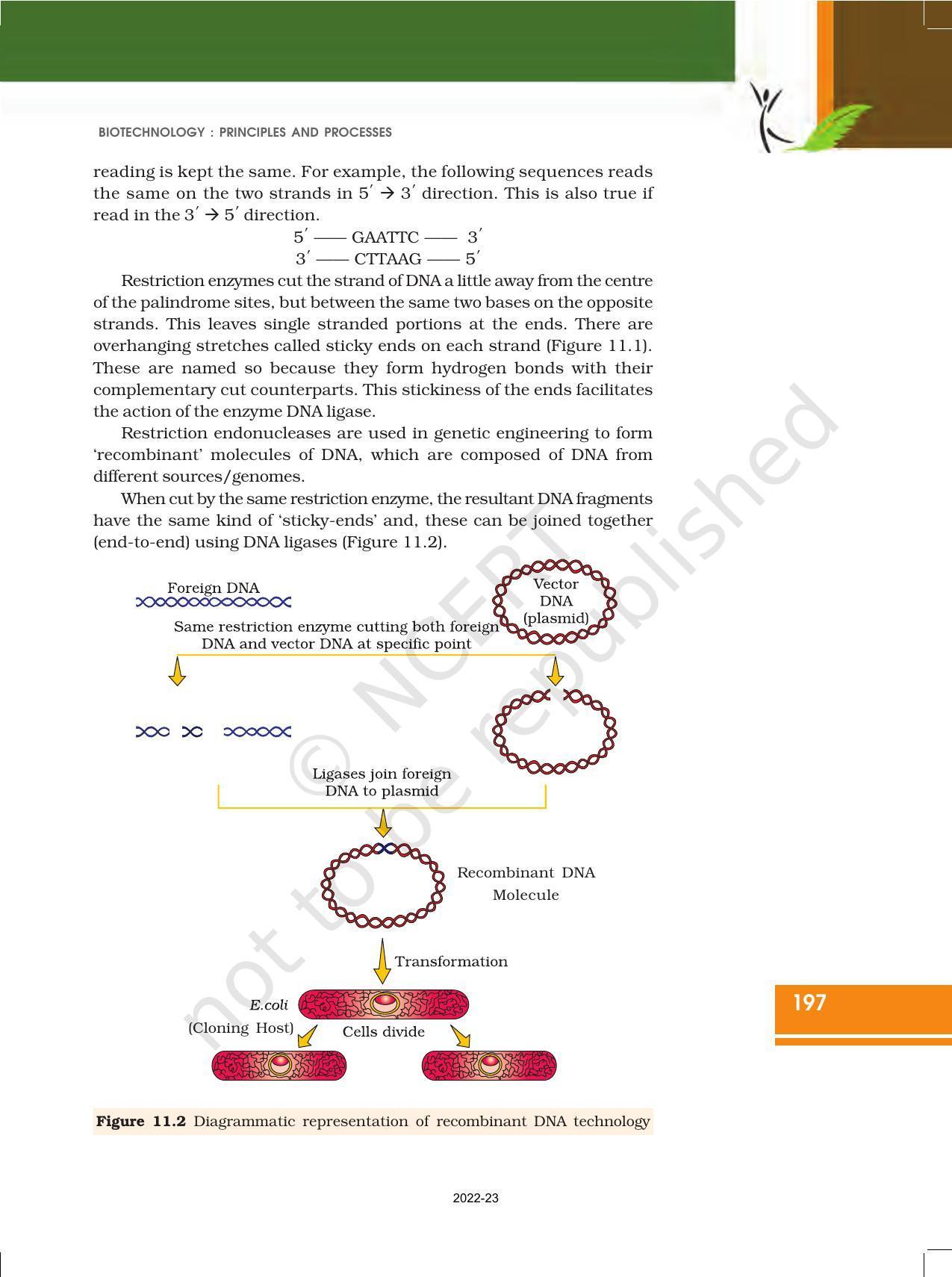 NCERT Book for Class 12 Biology Chapter 11 Biotechnology Principles and Processes - Page 7