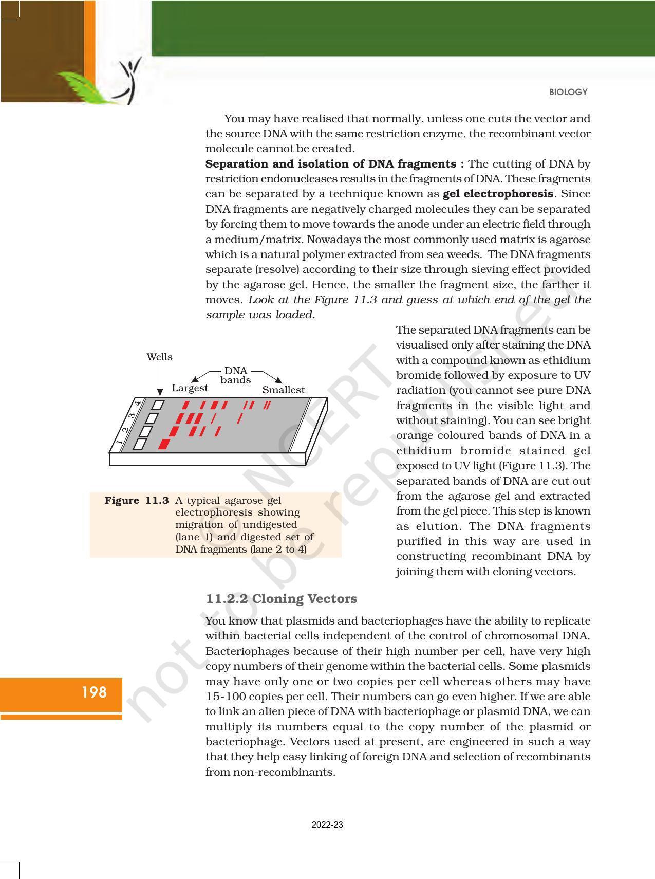 NCERT Book for Class 12 Biology Chapter 11 Biotechnology Principles and Processes - Page 8