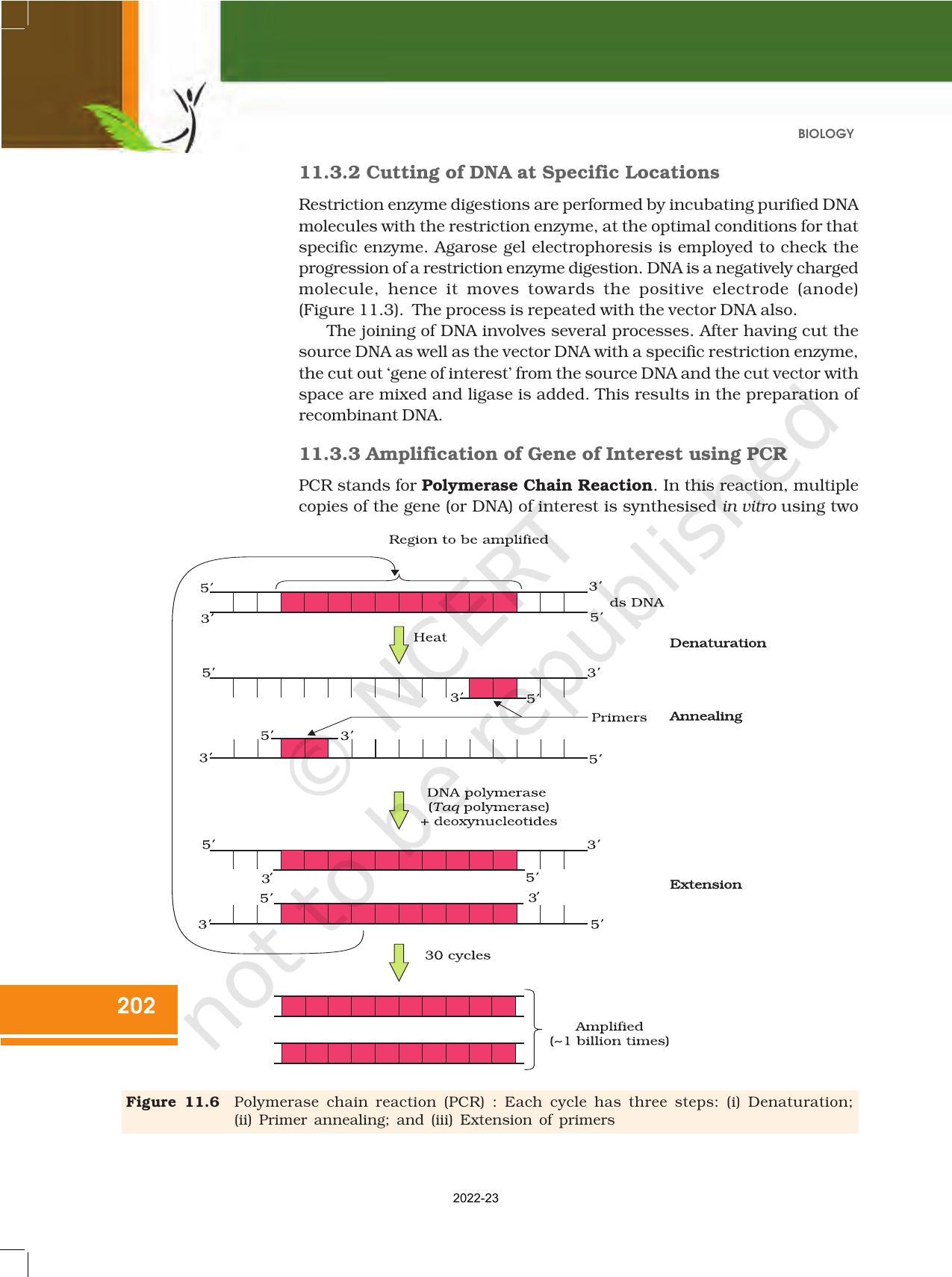 NCERT Book for Class 12 Biology Chapter 11 Biotechnology Principles and Processes - Page 12