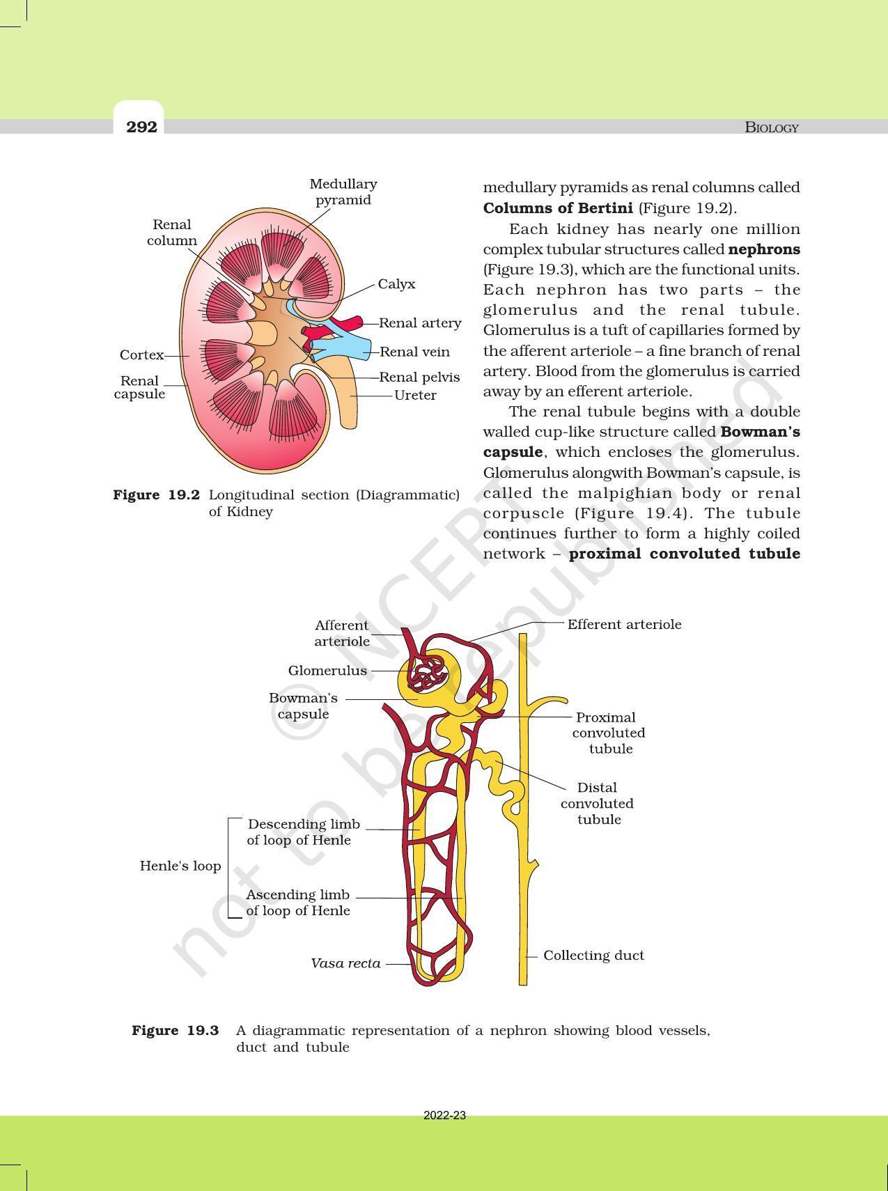 NCERT Book for Class 11 Biology Chapter 19 Excretory Products and Their Elimination - Page 3