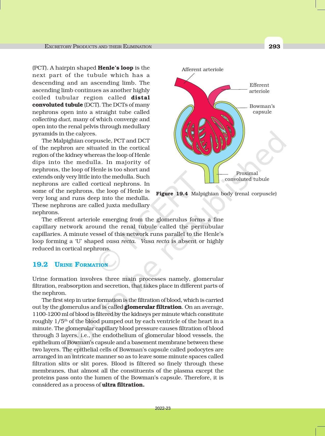 NCERT Book for Class 11 Biology Chapter 19 Excretory Products and Their Elimination - Page 4