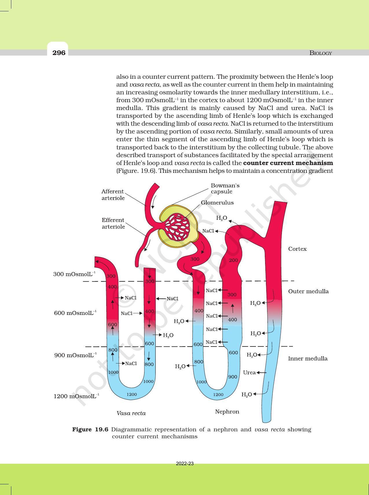 NCERT Book for Class 11 Biology Chapter 19 Excretory Products and Their Elimination - Page 7