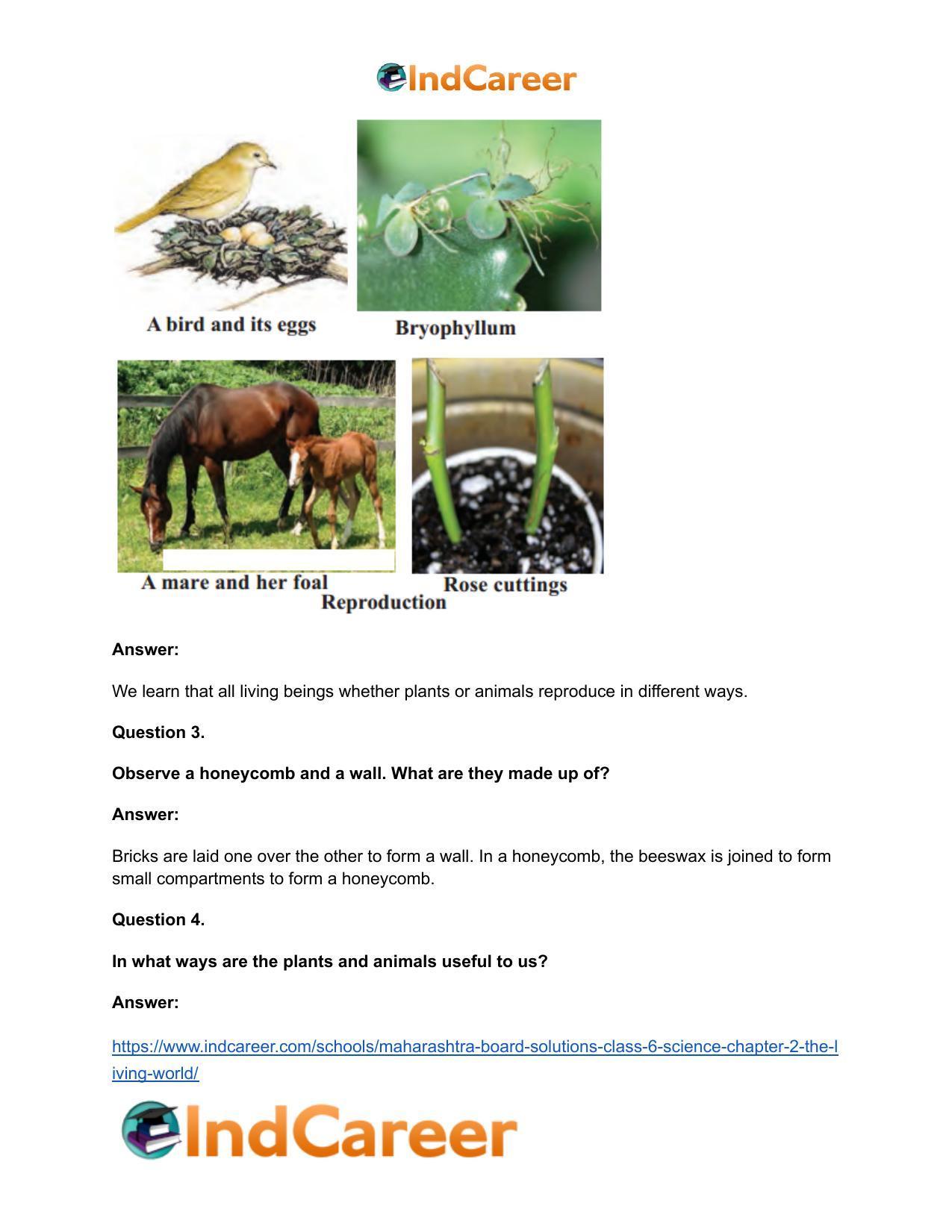 Maharashtra Board Solutions Class 6-Science: Chapter 2- The Living World - Page 15
