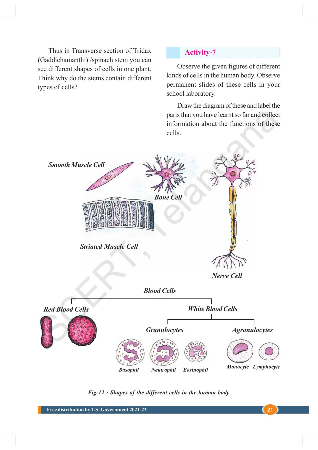 TS SCERT Class 8 Biological Science (English Medium) Text Book - Page 33