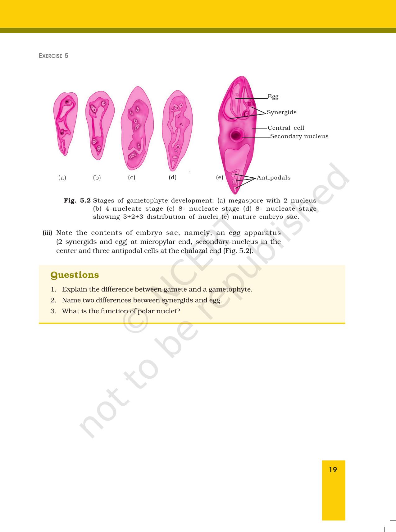 NCERT Laboratory Manuals for Class XII Biology - Exercise 4 & 5 - Page 4