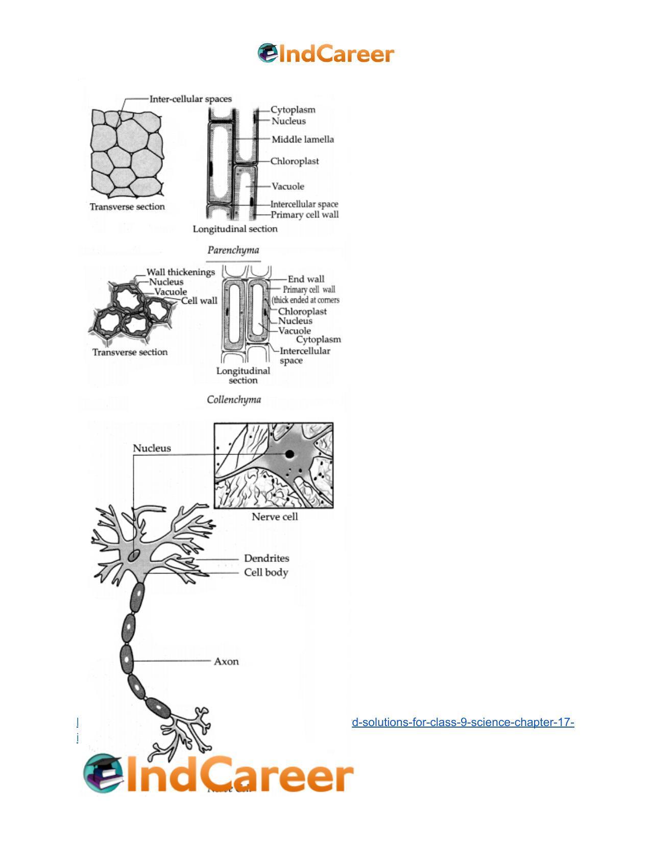 Maharashtra Board Solutions for Class 9- Science: Chapter 17- Introduction to Biotechnology - Page 8
