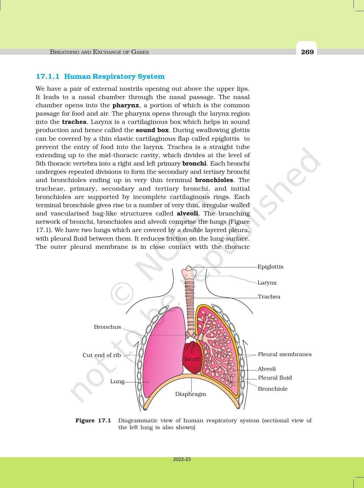 NCERT Book for Class 11 Biology Chapter 17 Breathing and Exchange of Gases - Page 2
