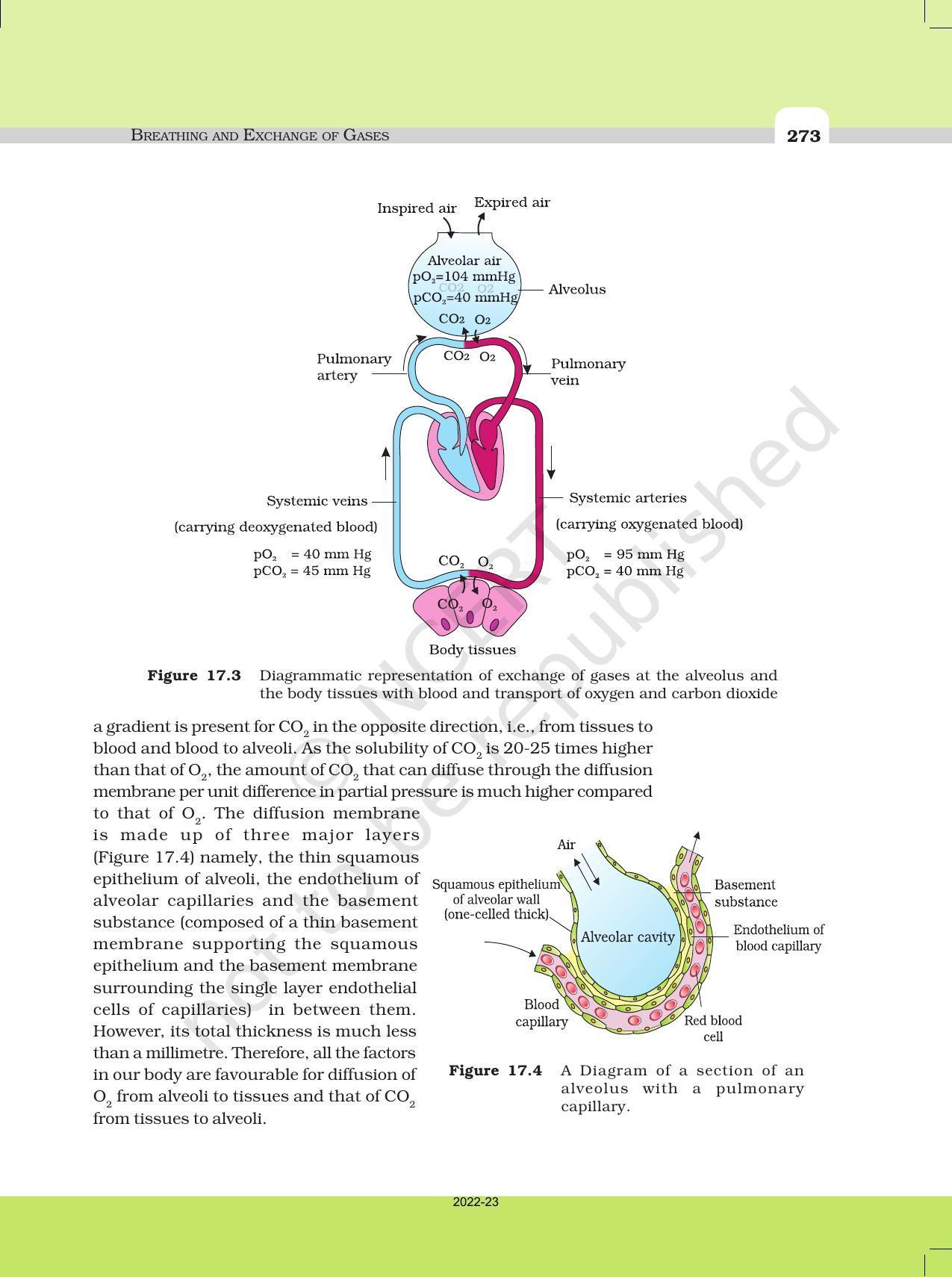 NCERT Book for Class 11 Biology Chapter 17 Breathing and Exchange of Gases - Page 6