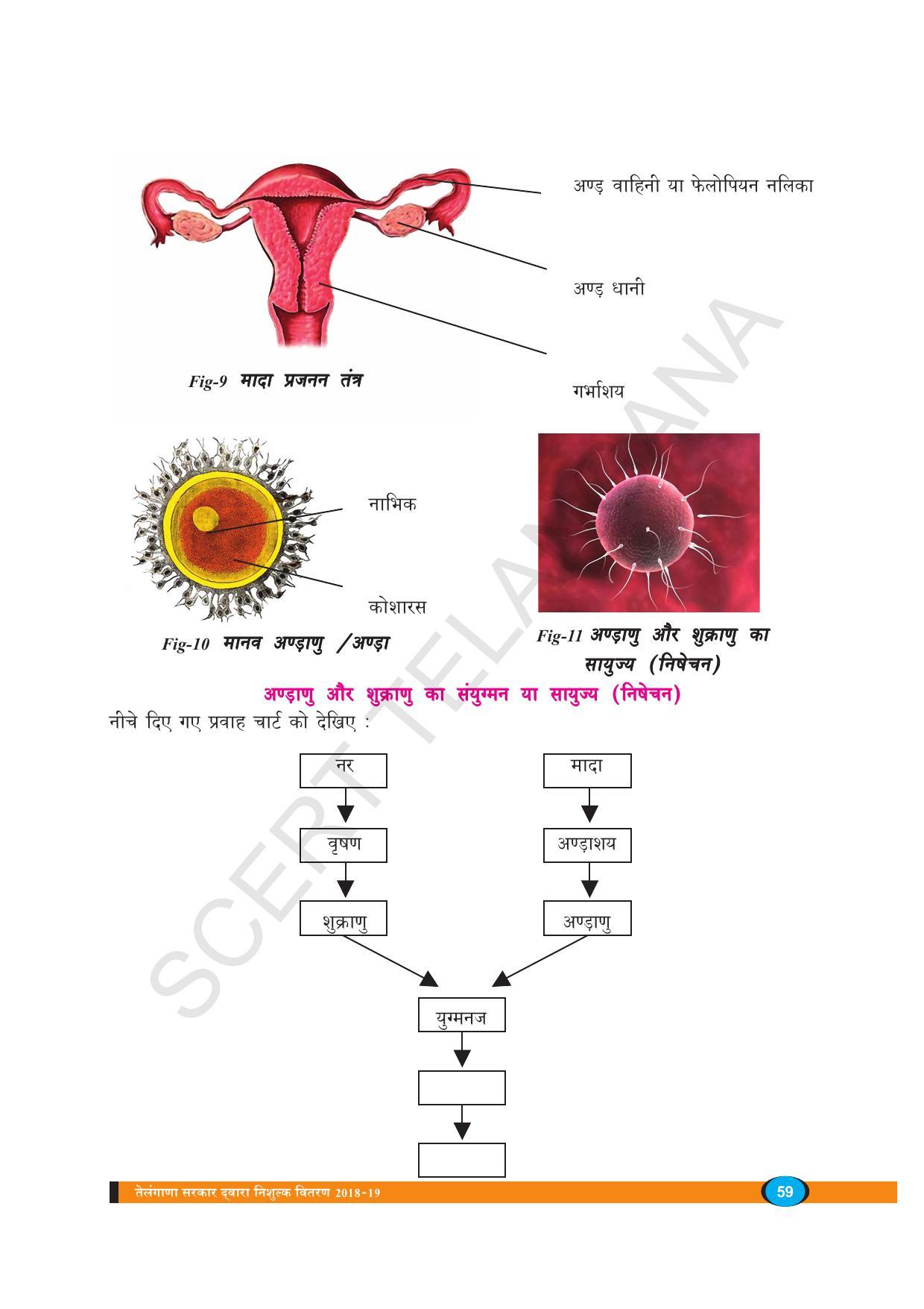 TS SCERT Class 8 Biological Science (Hindi Medium) Text Book - Page 71
