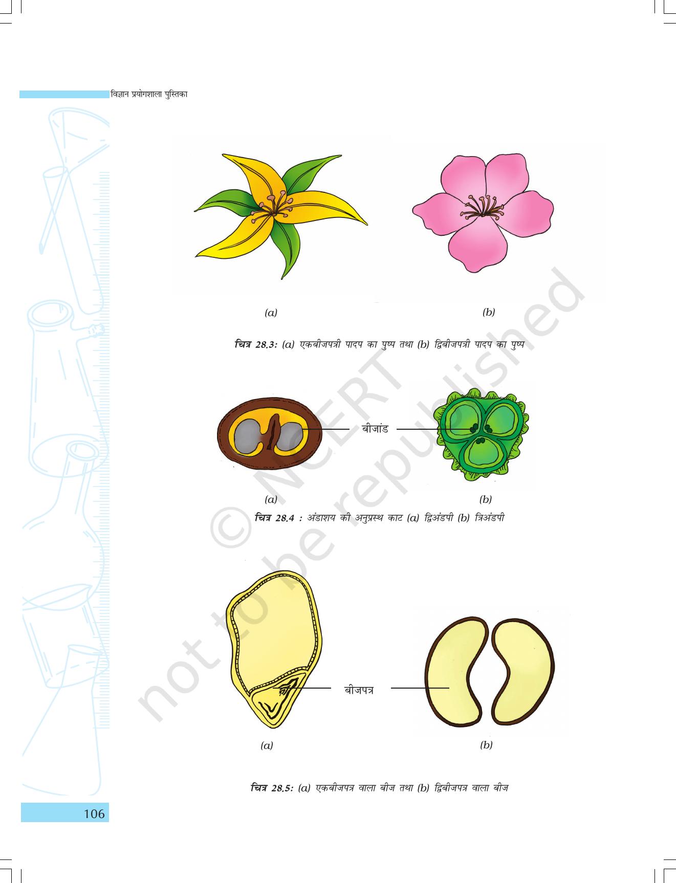 NCERT Laboratory Manuals for Class IX विज्ञान - सजीव जगत - Page 38